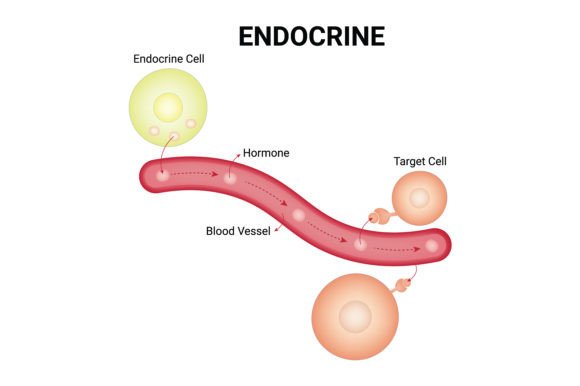 Download Endocrine Science Design Vector Diagram - Premium Resources